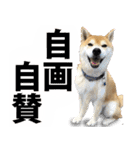 しゃべる柴犬（日常会話編6）（個別スタンプ：37）