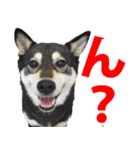 しゃべる柴犬（日常会話編6）（個別スタンプ：39）