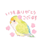 aoamoインコの敬語2（個別スタンプ：12）