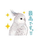 aoamoインコの敬語2（個別スタンプ：23）