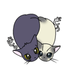 ねこにゃんこちゃん（個別スタンプ：4）