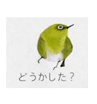 しあわせ運ぶメジロの目二郎さん（個別スタンプ：10）