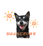 黒柴あずき君2（個別スタンプ：2）