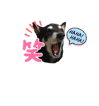 黒柴あずき君2（個別スタンプ：4）