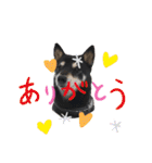 黒柴あずき君2（個別スタンプ：5）