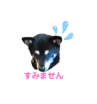 黒柴あずき君2（個別スタンプ：13）