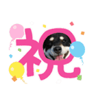 黒柴あずき君2（個別スタンプ：24）