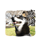 黒柴あずき君2（個別スタンプ：30）