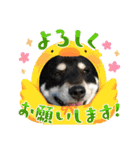 黒柴あずき君2（個別スタンプ：32）