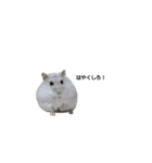 じゆうなはむず（個別スタンプ：5）