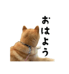 うちの柴犬スタンプ1（個別スタンプ：1）