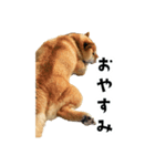 うちの柴犬スタンプ1（個別スタンプ：2）