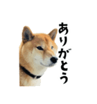 うちの柴犬スタンプ1（個別スタンプ：3）