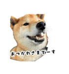 うちの柴犬スタンプ1（個別スタンプ：4）