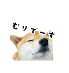 うちの柴犬スタンプ1（個別スタンプ：5）