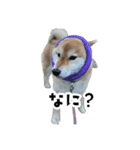 うちの柴犬スタンプ1（個別スタンプ：7）