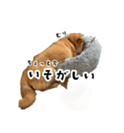 うちの柴犬スタンプ1（個別スタンプ：8）