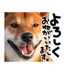 柴犬【感情表現】（個別スタンプ：3）