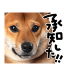 柴犬【感情表現】（個別スタンプ：4）