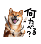 柴犬【感情表現】（個別スタンプ：32）