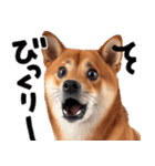 柴犬【感情表現】（個別スタンプ：37）