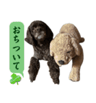アメリカンコッカースパニエル ⑤（個別スタンプ：5）