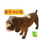 アメリカンコッカースパニエル ⑤（個別スタンプ：6）