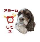 アメリカンコッカースパニエル ⑤（個別スタンプ：21）