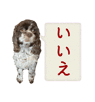 アメリカンコッカースパニエル ⑤（個別スタンプ：32）