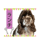 アメリカンコッカースパニエル ⑤（個別スタンプ：33）