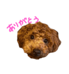 気性の荒い犬（個別スタンプ：1）