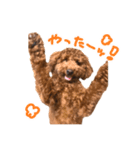 気性の荒い犬（個別スタンプ：3）