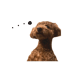 気性の荒い犬（個別スタンプ：9）