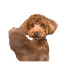 気性の荒い犬（個別スタンプ：13）