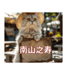 猫と四字熟語★vol.02（個別スタンプ：10）