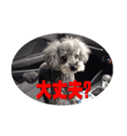 自画自賛007（個別スタンプ：1）