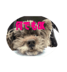 自画自賛007（個別スタンプ：6）