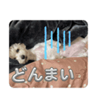 まるぷー 두부（トゥブ）-3（個別スタンプ：1）