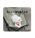 まるぷー 두부（トゥブ）-3（個別スタンプ：2）