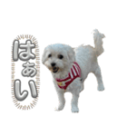 まるぷー 두부（トゥブ）-3（個別スタンプ：3）