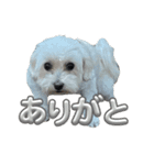 まるぷー 두부（トゥブ）-3（個別スタンプ：4）
