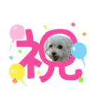 まるぷー 두부（トゥブ）-3（個別スタンプ：5）