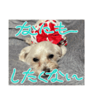 まるぷー 두부（トゥブ）-3（個別スタンプ：7）