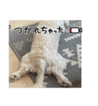 まるぷー 두부（トゥブ）-3（個別スタンプ：8）
