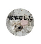 まるぷー 두부（トゥブ）-3（個別スタンプ：10）