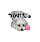 まるぷー 두부（トゥブ）-3（個別スタンプ：15）
