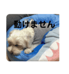 まるぷー 두부（トゥブ）-3（個別スタンプ：16）