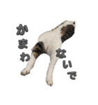 れおちゃんをスタンプにしました（個別スタンプ：1）