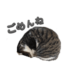 れおちゃんをスタンプにしました（個別スタンプ：17）