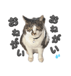 れおちゃんをスタンプにしました（個別スタンプ：22）